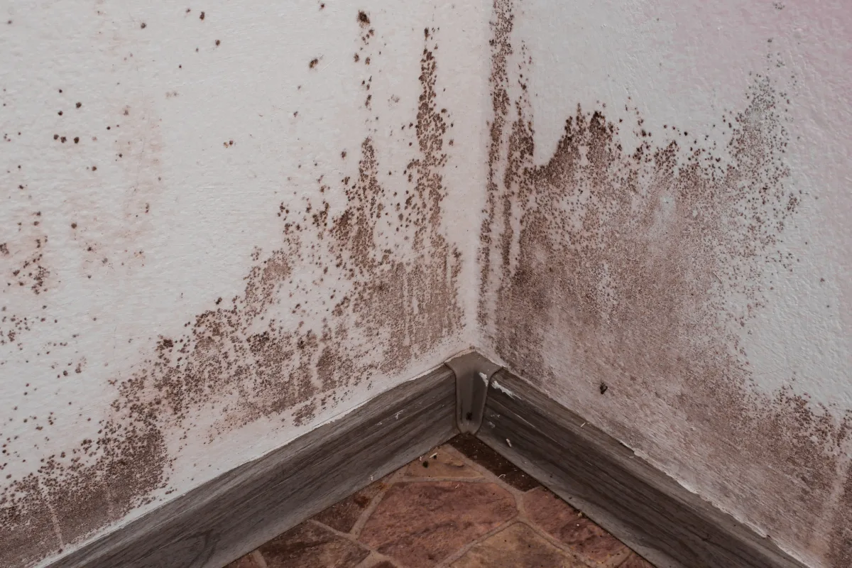 Dark mold growth spreading up a wall corner above the baseboard after moisture damage